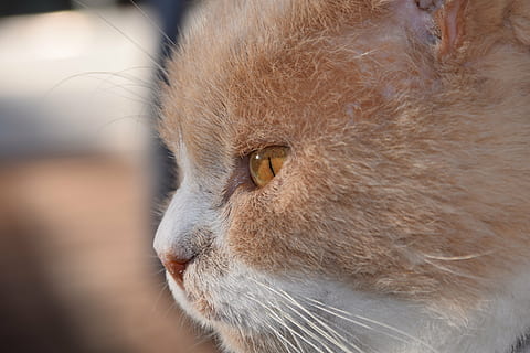 kat, hoved, kat ansigt, tæt, indenlandske kat, udsigt, kattens øjne, dyr verden, profil, kæledyr, tankevækkende, tænke, et dyr, tæt på, dyre temaer, dyr hoved, husdyr, ingen mennesker, pattedyr, indendørs, dag, dyr, indenlandske, dyr kropsdel, hvirveldyr, bakkenbart, feline, kigger væk, leder, fokus på forgrunden, dyr øje, dyre næse, snude, profilvisning, planteædende, 5K, CC0, offentligt domæne, royaltyfrie