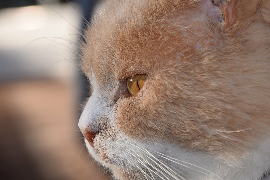 kat, hoved, kat ansigt, tæt, indenlandske kat, udsigt, kattens øjne, dyr verden, profil, kæledyr, tankevækkende, tænke, et dyr, tæt på, dyre temaer, dyr hoved, husdyr, ingen mennesker, pattedyr, indendørs, dag, dyr, indenlandske, dyr kropsdel, hvirveldyr, bakkenbart, feline, kigger væk, leder, fokus på forgrunden, dyr øje, dyre næse, snude, profilvisning, planteædende, 5K