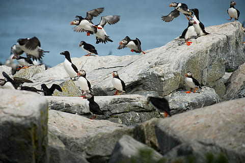 blanc i negre, ocells, gris, roques, ramat, ocell, rock, pedra, puffin, volar, volant, enlairant-se, posat, ales, groc, ala, blanc, aigua, vermell, razorbill, grup d’animals, animals a la natura, fauna animal, animal, gran grup d’animals, vertebrats, temes d'animals, sòlid, rock - object, ramat d’ocells, naturalesa, dia, cap gent, a l'aire lliure, enfocament selectiu, colom, 4K, CC0, domini públic, lliure de regalies