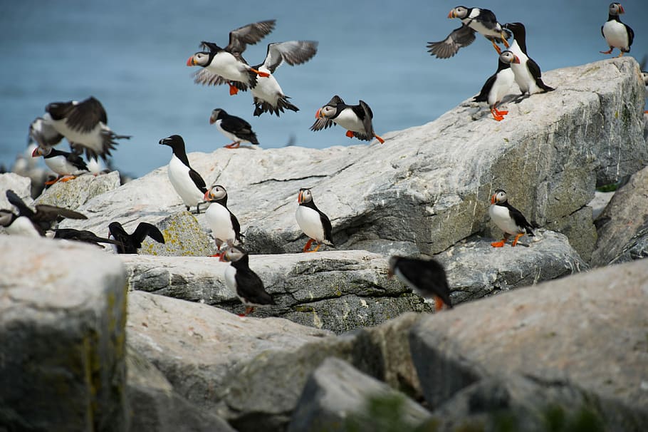 blanc i negre, ocells, gris, roques, ramat, ocell, rock, pedra, puffin, volar, volant, enlairant-se, posat, ales, groc, ala, blanc, aigua, vermell, razorbill, grup d’animals, animals a la natura, fauna animal, animal, gran grup d’animals, vertebrats, temes d'animals, sòlid, rock - object, ramat d’ocells, naturalesa, dia, cap gent, a l'aire lliure, enfocament selectiu, colom, 4K
