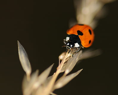 buburuză, insectă, macro, un animal, animale tematice, animale în sălbăticie, animale sălbatice, a închide, nici o persoana, natură, noapte, nevertebrat, animal, gândac, plantă, floare, selectiv, planta cu flori, frumusețe în natură, să se concentreze asupra primelor elemente, zi, culoare portocalie, mic, 1080P, CC0, domeniu public, fără drepturi de autor