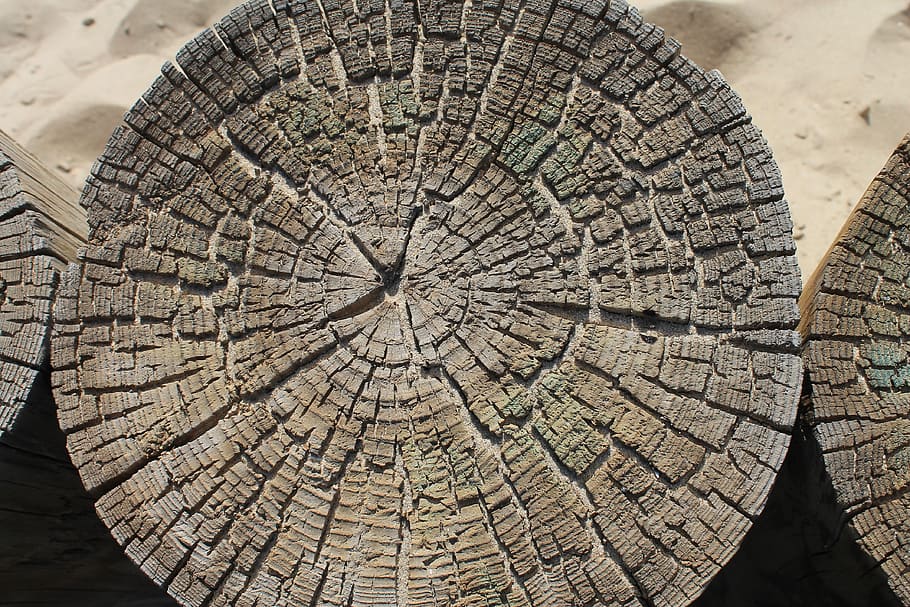 strom, struktura, textura, pláž, design, Příroda, vzor, dřevo, starý, dřevěný, hrubý, povrch, tvrdé dřevo, materiál, hnědý, rostlina, tropický, les, barva, venku, Dům, Domov, kufr, temný, kůra, organický, Černá, makro, zastavit, crack, log, Šedá, strom prsten, pařez, texturou, dřevo - materiál, detail, prasklý, nikdo, průřezu, přírodní vzor, odlesňování, kmen stromu, soustředný, 4K
