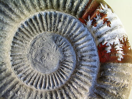 fòssil, art, pedra, patró, espiral, primer pla, cap gent, naturalesa, forma, a l'interior, animal, forma geomètrica, cercle, disseny, vista d’angle alt, patró natural, dia, textura, shell, natura morta, marc complet, marí, motiu floral, 2K, CC0, domini públic, lliure de regalies