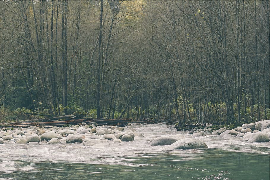 grå, sten, træer, legeme, vand, panorama, fotografering, Skov, flod, klipper, natur, strøm, grene, ingen mennesker, træ, dag, udendørs, dyr i naturen, plante, scenics, jord, skønhed i naturen, scenics - natur, ro, rolig scene, ikke-urbane scene, solid, klippe, kold temperatur, rock-objekt, havnefronten, idyllisk, flyder, flydende vand, 1080P