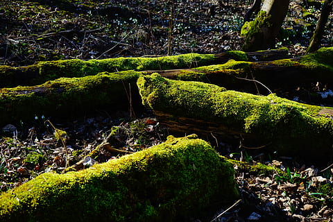 moss, forest, tree trunks, bemoost, green, tree stump, mystical, plant, growth, tree, tranquility, beauty in nature, green color, nature, no people, tranquil scene, scenics - nature, day, rock, land, non-urban scene, solid, water, rock - object, outdoors, stream - flowing water, rainforest, flowing, flowing water, 5K, CC0, public domain, royalty free