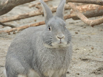 hare, gråhare, dyr, påske, pattedyr, kanin - dyr, nuttet, natur, dyre temaer, et dyr, dyreliv, dyr i naturen, fokus på forgrunden, jord, hvirveldyr, tæt på, gnaver, ingen mennesker, dag, Mark, kanin, udendørs, portræt, dyr kropsdel, dyr hoved, bakkenbart, planteædende, 2K, CC0, offentligt domæne, royaltyfrie