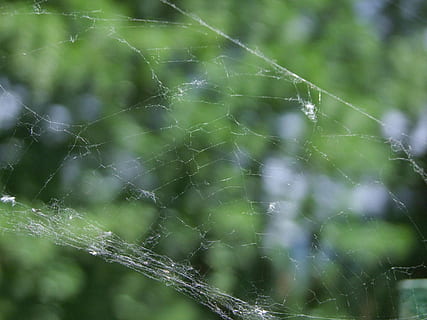 ragno, web, verde, ragnatela, avvicinamento, fragilità, natura, nessuno, vulnerabilità, pianta, giorno, concentrarsi sulle conoscenze acquisite, bellezza nella natura, all'aperto, complessità, colore verde, far cadere, modello naturale, acqua, bagnato, intrappolati, pioggia, rugiada, 4K, CC0, dominio pubblico, privo di copyright