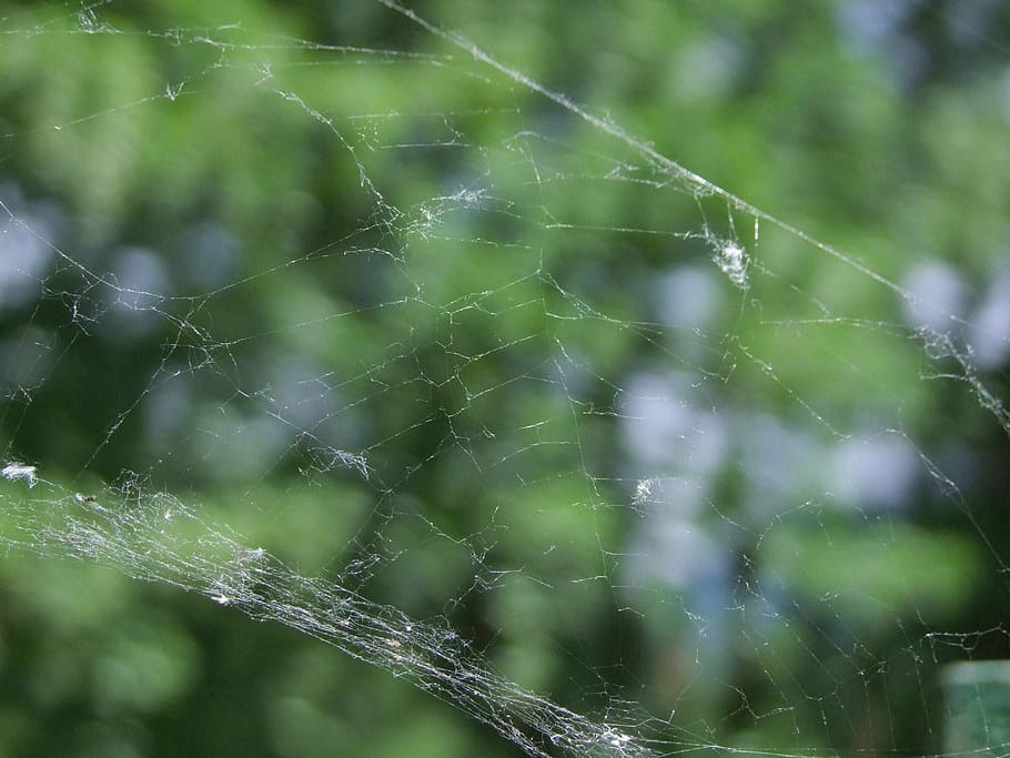 aranya, web, verd, teranyina, primer pla, fragilitat, naturalesa, cap gent, vulnerabilitat, planta, dia, centrar-se en primer pla, bellesa a la natura, a l'aire lliure, complexitat, color verd, tirar, patró natural, aigua, humit, atrapat, pluja, rosada, 4K