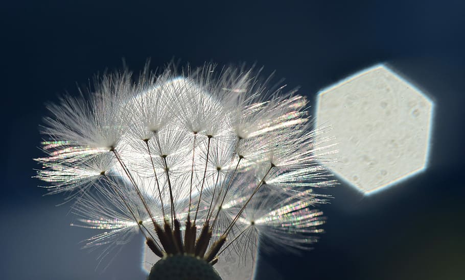 løvetann, baklys, stråler, sollys, helvete, Lukk, makro, bakgrunn, natur, glitter, flygende frø, følsom, blå, paraply, sårbarhet, skjørhet, blomst, friskhet, anlegg, nærbilde, blomstrende plante, skjønnhet i naturen, ingen folk, vekst, inflorescence, blomsterhodet, mykhet, innendørs, selektiv fokusering, studio skudd, hvit farge, løvetannfrø, 5K