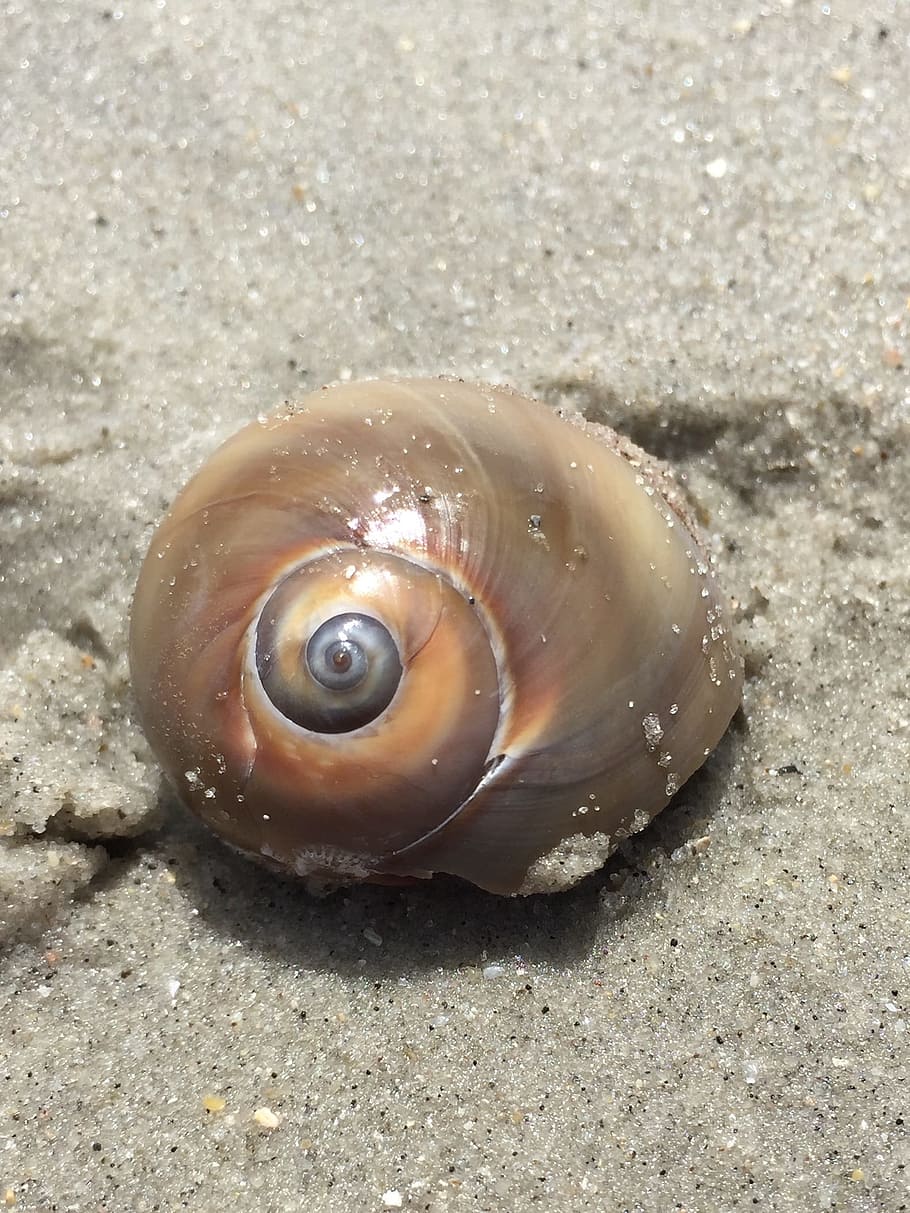 strand, skal, sand, natur, marine, kyst, eremit, krabbe, dyreliv, mollusk, et dyr, hav liv, dyre temaer, dyr i naturen, dyr, tæt på, jord, dyreskal, ingen mennesker, dag, hav, fokus på forgrunden, udendørs, vand, 1080P