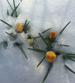 pavasaris, Crocus, gėlė, pobūdį, grožis gamtoje, augalų, nėra žmonių, žydintys augalai, Iš arti, pažeidžiamumas, šviežumas, trapumas, žiedlapis, žiedynas, gėlių galva, dieną, šalta temperatūra, lauke, sniegas, vanduo, aukšto kampo vaizdas, pavasarį, 1080P, CC0, Viešasis domenas, nemokamai