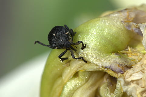 besouro, inseto, macro, perto, Preto, invertebrado, temas animais, animal, animais selvagens, animais em estado selvagem, fechar-se, um animal, cor verde, parte da planta, folha, ninguém, foco seletivo, natureza, formiga, focar em primeiro plano, dia, comida e bebida, Comida, fruta, 2K, CC0, domínio público, royalty free