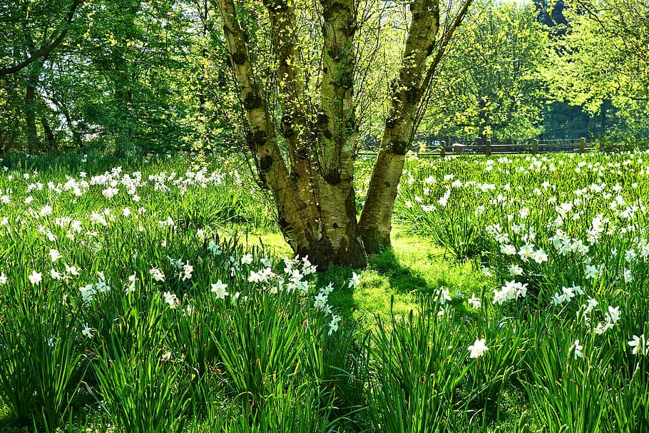 arbre, envoltat, blanc, flors de pètals, camp, herba, flor, narcís verd, camp dels narcisos, brillant, assolellat, primavera, floració de primavera, planta, creixement, color verd, bellesa a la natura, terra, planta amb flors, naturalesa, bosc, tranquil·litat, tronc, tronc de l'arbre, dia, cap gent, a l'aire lliure, frescor, exuberant fullatge, 5K