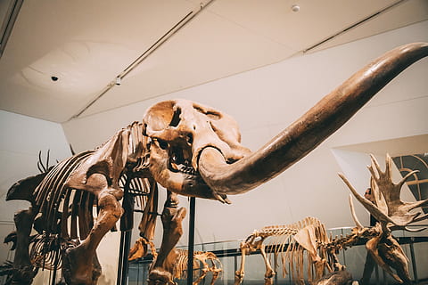blanc, Mostra d’esquelet animal, fòssil, dinosaure, antic, ossos, os, història, cap gent, el passat, esquelet animal, animal, escultura, art i artesania, extingit, representació animal, museu, mamífer, arquitectura, part del cos dels animals, vista d’angle baix, turisme, destinacions de viatge, representació, estàtua, paleontologia, arqueologia, 5K, CC0, domini públic, lliure de regalies