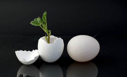 ouă, verde, plante de frunze, plantă, germinare, eggshell, plasat, Următor →, alb, ou, reflecţie, abstract, sămânță, alimente, mancare si bautura, bunăstare, mâncat sănătos, studio shot, Fundal negru, prospeţime, în interior, culoare alba, frunze, natură, parte a plantelor, nici o persoana, a închide, fragilitate, natură moartă, vulnerabilitate, 2K, CC0, domeniu public, fără drepturi de autor