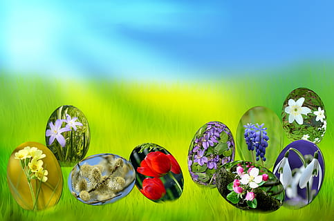 uova di Pasqua, primavera, sole, erba verde, Pasqua, uova, erba, verde, cielo, blu, luce, primula, tulipano, viola, muscari, bucaneve, anemone, salice, bocciolo di mela, fioritura, frusta, fiori, fogliame, prato, natura, fiore, nessuno, colore verde, multicolore, bellezza nella natura, pianta fiorita, pianta, freschezza, avvicinamento, sfondo colorato, natura morta, in casa, fragilità, vulnerabilità, scelta, variazione, giallo, girato in studio, testa di fiore, luminosa, lusso, composizione floreale, 4K, CC0, dominio pubblico, privo di copyright