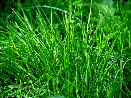 rumput hijau, buru-buru, rumput, embun, padang rumput, titik embun, menitik, air, setetes air, titisan hujan, halme, bilah rumput, berair, hijau, nuansa hijau, alam, warna hijau, kesegaran, menanam, merapatkan, latar belakang, musim panas, di luar rumah, penurunan, halaman rumput, pertumbuhan, bingkai penuh, tanah, bidang, basah, keindahan di alam, hari, tidak ada orang, hujan, 2K, CC0, domain publik, bebas royalti