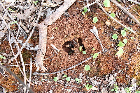 Salento, Anthill, Ants, animal themes, animal, nature, day, leaf, outdoors, land, plant, field, no people, growth, high angle view, plant part, dirt, brown, close-up, dry, twig, grass, messy, 4K, CC0, public domain, royalty free
