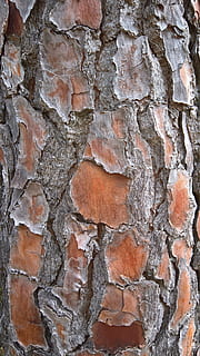 Borke, Struktur, Flocke, trocken, Log, Hintergründe, texturiert, Vollbild, Muster, keine Leute, Wand, Nahansicht, Rau, die Architektur, gebaute Struktur, solide, Wandbau - Funktion, Ziegelwand, Backstein, Tag, draußen, stein material, Steinwand, Natur, grau, Struktureffekt, 5K, CC0, gemeinfrei, lizenzfrei