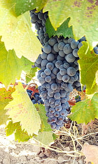 drue, vindruer, klynge, frugt, vin, parra, vingård, blad, flok, mad og drikke, landbrug, vinplante, sund kost, overflod, plante del, mad, natur, vækst, velvære, plante, dag, grøn farve, vinfremstilling, friskhed, ingen mennesker, moden, udendørs, blade, plantage, 1080P, CC0, offentligt domæne, royaltyfrie