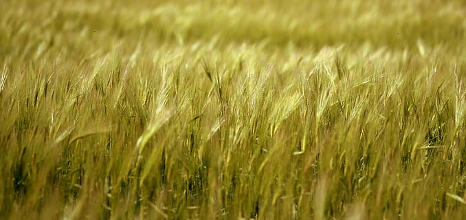 campo de grama verde, cevada, grão, avião, agricultura, planta de cereais, colheita, plantar, cena rural, campo, panorama, terra, crescimento, Fazenda, origens, foco seletivo, natureza, cor verde, trigo, meio Ambiente, quadro completo, ninguém, beleza na natureza, ao ar livre, vento, maduro, 2K, CC0, domínio público, royalty free