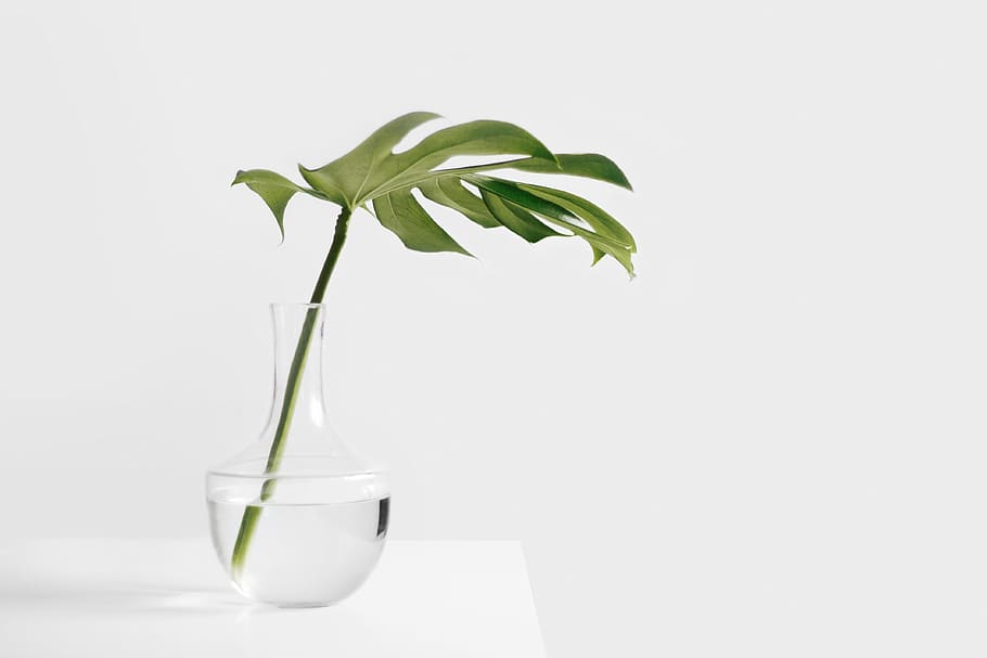 clar, gerro de vidre, verd, full, encara, articles, coses, planta, tija, fulles, gerro, aigua, transparent, taula, paret, bokeh, part de la planta, fons blanc, tir de l'estudi, a l'interior, naturalesa, primer pla, creixement, tallar, cap gent, còpia espai, herba medicinal, color verd, educació, medicina, ciència, menjar i beguda, senzillesa, herba, recerca genètica, 4K