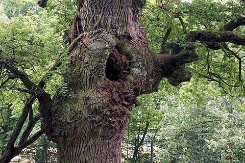 Quercia, tribù, abbaiare, vecchio, estetico, albero, vecchia quercia, natura, castello di sababurg, tronco d'albero, nessuno, giorno, all'aperto, pianta, tronco, crescita, foresta, colore verde, terra, bellezza nella natura, la tranquillità, ramo, Inquadratura dal basso, fogliame, strutturato, fogliame lussureggiante, 4K, CC0, dominio pubblico, privo di copyright