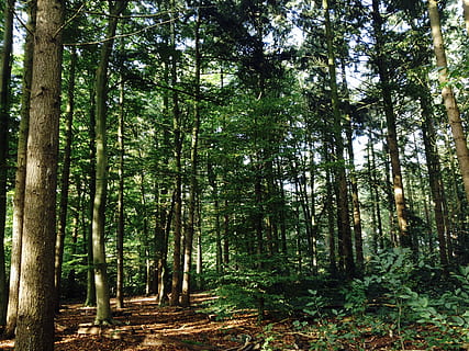 Bos, bomen, natuur, boom, looppad, landschap, fabriek, land-, groei, kalmte, bos-, schoonheid in de natuur, boomstam, romp, niet-stedelijke scène, rustige scène, groene kleur, dag, geen mensen, scenics - natuur, overvloed, buitenshuis, zonlicht, bamboe - plant, 2K, CC0, publiek domein, royaltyvrij