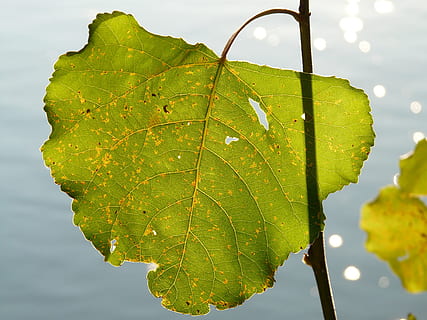 foglia, luce, splendere, vene, splendere attraverso, nervature fogliari, pioppo, foglia di pioppo, bastardo nero pioppo, pioppo canadese, pioppo nero, populus deltoides, pioppo nero europeo, populus nigra, ibrido, natura, acqua, colore verde, pianta, all'aperto, estate, avvicinamento, ambiente, bagnato, lago, far cadere, parte vegetale, vena fogliare, crescita, nessuno, bellezza nella natura, giorno, concentrarsi sulle conoscenze acquisite, cielo, luce del sole, freschezza, vulnerabilità, le foglie, 2K, CC0, dominio pubblico, privo di copyright