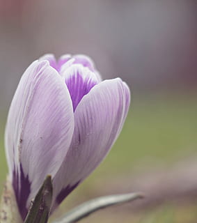 selektiv, fokus fotografie, lila, Krokus Blume, Krokus, Blume, Frühling, Frühlingsblume, Frühblüher, bühen, Natur, frühlingsanfang, Frühlingskrokus, Frühlingserwachen, Flora, violett, der Beginn des Frühlings, lila Krokus, Stimmung, zärtlich, Vorbote des Frühlings, wunderschönen, Beleuchtung, Pflanze, Nahansicht, Schönheit in der Natur, Blütenblatt, Jahreszeit, Blütenkopf, blühende Pflanze, Zerbrechlichkeit, Verletzlichkeit, Frische, pinke Farbe, Wachstum, Blütenstand, Fokus auf den Vordergrund, keine Leute, selektiver Fokus, Tag, Weichheit, Weicher Fokus, 4K, CC0, gemeinfrei, lizenzfrei