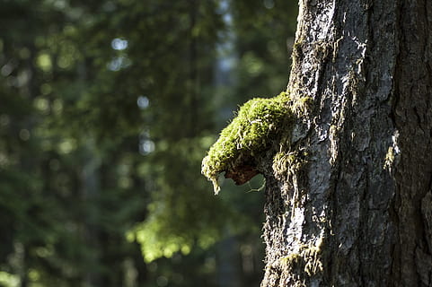 primavera, Cloudscape, naturale, panoramico, acqua, avanti Cristo, Britannico, columbia, Kootenay, Canada, pista, Rossland, Revelstoke, Nakusp, B, c, colore, colorato, scenario, foresta, turismo, vacanza, verde, parco, ambiente, conservazione, ecologia, ecosistema, lussureggiante, fondale, luminosa, panorama, grande, sfondo, freschezza, pianta, struttura, fogliame, foglia, flora, muschio, albero, abbaiare, ramo, natura, all'aperto, selvaggio, Marrone, giallo, botanica, tronco d'albero, bosco, colore verde, sfondi, un animale, concentrarsi sulle conoscenze acquisite, nessuno, fauna selvatica, tronco, crescita, giorno, avvicinamento, bellezza nella natura, strutturato, lichene, terra, la tranquillità, fungo, Pino, foresta pluviale, albero di conifere, 2K, CC0, dominio pubblico, privo di copyright
