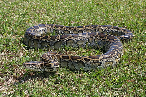 pilka, ruda, anakonda gyvatė, žalias, žolės veja, bombų pythonas, gyvatė, žemės, žolė, suvynioti, laukinės gamtos, everglades, Floridoje, usa, ropliai, pobūdį, ieško, svarstyklės, kamufliažas, portretas, didelis, odą, atogrąžų, egzotiškas, gyvūnas, pythonas, mėsėdis, viperis, nuodingas, gyvūnų temos, gyvūnų gyvūnija, augalų, nėra žmonių, vienas gyvūnas, gyvūnams, stuburiniai, krokodilas, lauke, dieną, žinduolių, gyvūnų kūno dalis, safari, atsipalaidavimas, 1080P, CC0, Viešasis domenas, nemokamai