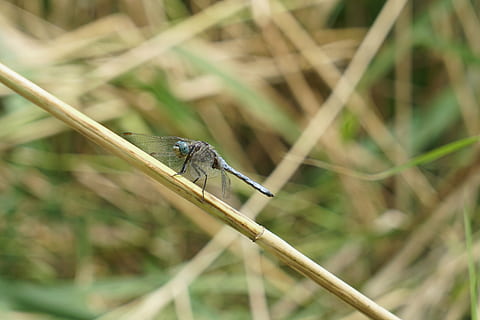 dragonfly, insect, animal wildlife, animals in the wild, one animal, animal themes, animal, invertebrate, plant, focus on foreground, close-up, day, nature, no people, animal wing, selective focus, green color, outdoors, zoology, grass, plant stem, stick - plant part, blade of grass, 5K, CC0, public domain, royalty free