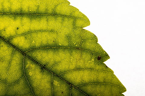 Blätter, Laubfall, Herbstlaub, Gegenlicht, Blatt, Natur, Pflanze, Nahansicht, Makro, grüne Farbe, Blattvene, Frische, Hintergründe, Botanik, texturiert, Muster, keine Leute, Tag, Pflanzenteil, Gelb, Studioaufnahme, Himmel, Textil-, kopieren sie platz, weißer Hintergrund, draußen, Leder, 2K, CC0, gemeinfrei, lizenzfrei