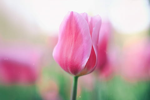 selektif, foto fokus, berwarna merah muda, bunga petaled, fokus selektif, foto, bunga, alam, bunga tulp, menanam, warna merah jambu, musim semi, musim panas, keindahan di alam, daun bunga, kepala bunga, kesegaran, di luar rumah, merapatkan, multi-warna, musim, mekar, latar belakang, warna hijau, tanaman berbunga, kerapuhan, kerentanan, air, tidak ada orang, penurunan, hal berkembang, abstrak, kemurnian, hujan, embun, kelembutan, 1080P, CC0, domain publik, bebas royalti