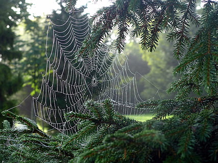 spindelvæv, netværk, edderkop, dug, dugdråbe, morgendug, Morgentau, beaded, edderkoppespind, plante, skrøbelighed, træ, sårbarhed, ingen mennesker, skønhed i naturen, natur, dag, tæt på, fokus på forgrunden, grøn farve, udendørs, selektiv fokusering, vækst, jord, mønster, kompleksitet, naturligt mønster, forviklinger, 2K, CC0, offentligt domæne, royaltyfrie