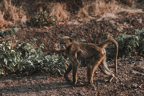 marrón, chimpancé, para caminar, suelo, junto a, hierba, mono, mono paseando, mono caminando, mono andante, monos, mono africano, oscuridad, África, fauna animal, animales en la naturaleza, mamífero, un animal, vertebrado, primate, nadie, tierra, naturaleza, día, bosque, al aire libre, campo, centrarse en primer plano, babuino, buscando, 5K, CC0, dominio público, libre de derechos
