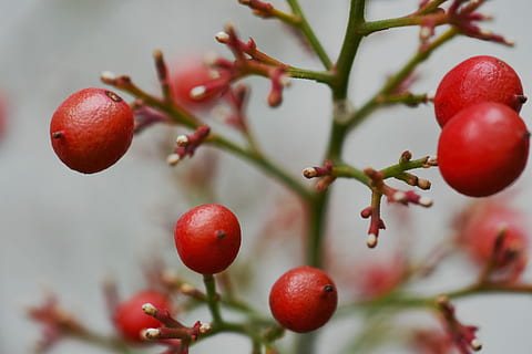 flora, botànica, planta, fruita, baia, nandina, bambú sagrat, menjar, menjar i beguda, alimentació saludable, vermell, arbre, creixement, frescor, primer pla, branca, madur, naturalesa, cap gent, benestar, bellesa a la natura, centrar-se en primer pla, dia, enfocament selectiu, a l'aire lliure, cirerer, 4K, CC0, domini públic, lliure de regalies