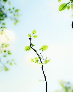selective, focus photography, vine plant, focus, green, leaves, daytime, sapling, tree, leaf, growing, blue sky, nature, plant, flower, plant part, fragility, flowering plant, vulnerability, beauty in nature, growth, sky, close-up, no people, freshness, day, low angle view, green color, clear sky, outdoors, flower head, bright, 1080P, CC0, public domain, royalty free