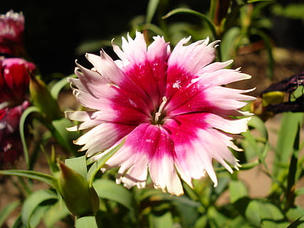 çiçek, makro, rosa, çiçekli bitki, bitki, kırılganlık, Güvenlik açığı, taçyaprağı, doğada güzellik, tazelik, çiçeklenme, çiçek kafa, kapatmak, pembe renk, büyüme, doğa, ön plana odaklanmak, gün, insansız, açık havada, Yaprak, polen, 2K, CC0, kamu malı, telif ücretsiz