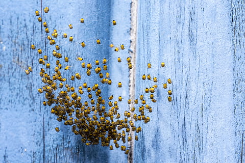 snurra, armén, makro, insekt, natur, stänga, Spindel, bo, baby spindlar, vår, spindlar, djur, annimals, bakgrunder, blå, trämaterial, inget folk, närbild, dag, texturerad, full ram, växt, tillväxt, utomhus, mönster, vinter-, skönhet i naturen, snö, kall temperatur, gammal, gul, vittrade, lav, 5K, CC0, offentligt domän, royaltyfria