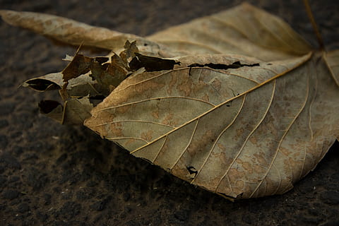 blad, kratt, visnet, plante del, tørke, bladvein, nærbilde, natur, ingen folk, endring, høst, sårbarhet, skjørhet, anlegg, dag, blader, utendørs, høy vinkel visning, brun, fokusere på forgrunnen, skjønnhet i naturen, tørket, lønneblad, naturlig tilstand, 5K, CC0, offentlig domene, opphavsrett gratis