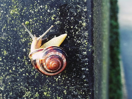 snegl, skal, gemme væk, tæt, natur, snegl shell, mollusk, spiralformet, dyr, langsomt, væsen, boliger, sten-, Brun, havsnegle, hvirvelløse, dyre temaer, dyreliv, dyreskal, tæt på, dyr i naturen, et dyr, dag, vand, ingen mennesker, dyr kropsdel, dyr antenne, kedsomhed, udendørs, 1080P, CC0, offentligt domæne, royaltyfrie