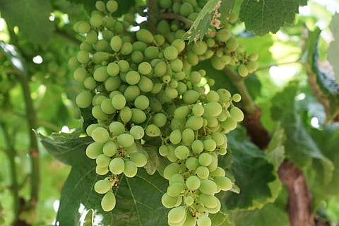 grape, tree, spring, aroma, perfume, active substance, cosmetics, spa, beauty, beautiful, cellular, women's day, easter, pentecost, garden, park, relaxation, gift, surprise, growth, healthy eating, fruit, plant, green color, food and drink, leaf, food, plant part, freshness, vineyard, no people, nature, day, wellbeing, vine, bunch, focus on foreground, outdoors, winemaking, plantation, 5K, CC0, public domain, royalty free