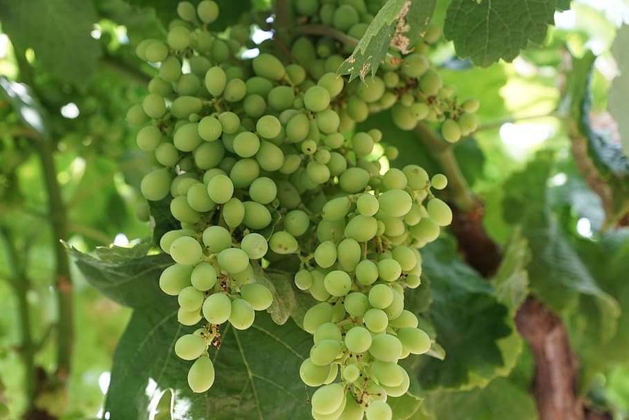 raïm, arbre, primavera, aroma, perfum, substància activa, cosmètics, spa, bellesa, bonic, cel·lular, Dia de les dones, Pasqua, Pentecosta, jardí, parc, relaxació, regal, sorpresa, creixement, alimentació saludable, fruita, planta, color verd, menjar i beguda, full, menjar, part de la planta, frescor, vinya, cap gent, naturalesa, dia, benestar, munt, centrar-se en primer pla, a l'aire lliure, elaboració de vins, plantació, 5K