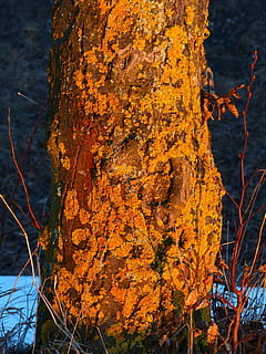 arbre, registre, teixir, cobert, gelbflechte normal, liquen groc, xanthoria parietina, escorça, naturalesa, a l'aire lliure, bosc, tardor, tronc de l'arbre, cap gent, dia, tronc, planta, color taronja, centrar-se en primer pla, primer pla, terra, aigua, creixement, textura, bellesa a la natura, tranquil·litat, escena no urbana, 4K, CC0, domini públic, lliure de regalies
