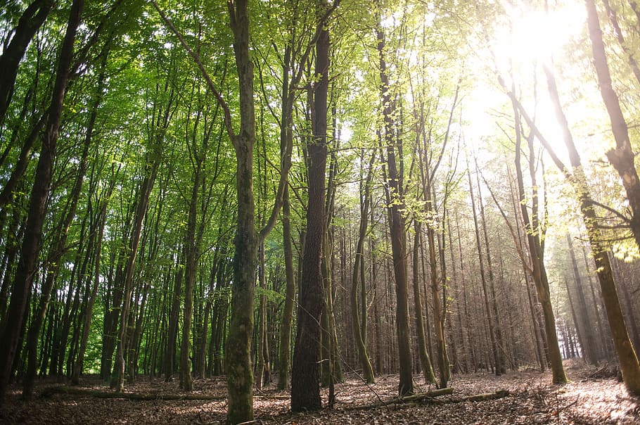 skov, sol, sol, grøn, grøn, forår, sommer, Skov, sol, grøn, forår, frisk, atmosfære, natur, landskab, sollys, træ, parkere, lys, solrig, naturskøn, udendørs, skovlandskab, sti, scene, miljø, morgen, gul, ray, ro, skønhed i naturen, plante, jord, vækst, træstamme, bagagerum, rolig scene, dag, ikke-urbane scene, scenics - natur, grøn farve, solstråle, lav vinkel visning, ingen mennesker, bambus - plante, streaming, 5K