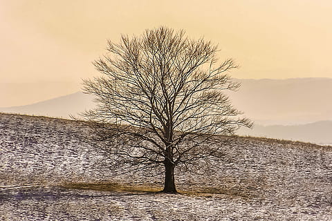 Landschaftsfotografie, kahl, Baum, Grasebenen, Winter, Schnee, Pflanze, Szenen - Natur, Umgebung, Landschaft, kahler Baum, Schönheit in der Natur, Natur, Himmel, Land, Fernbedienung, Sonnenuntergang, keine Leute, Nicht-städtische Szene, Ruhe, ruhige Szene, Ast, kalte Temperatur, draußen, trockenes Klima, 5K, CC0, gemeinfrei, lizenzfrei
