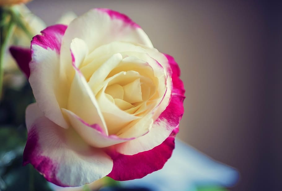 alb, roz, Trandafir, floare, a închide, fotografie, macro, roșu, galben, natură, floral, petală, culoare, plantă, inflori, cadou, pasiune, proaspăt, aromă, centru, romantic, rosa, concentra, fragilitate, miros, moale, special, tijă, romantism, grădină, culoarea roz, cap de floare, frumusețe în natură, o singură floare, prospeţime, planta cu flori, vulnerabilitate, inflorescenţă, să se concentreze asupra primelor elemente, nici o persoana, în aer liber, creştere, aranjament floral, 4K