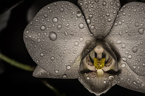 foto en escala de grises, orquídea, una, naturaleza, fondo, cerrar, flor, planta, color, mojado, modelo, jardín, perla, aislado, cerca de, lluvia, agua, aguas, Rocío, Morgentau, gotas de rocío, goteo, gota de agua, gota de rocío, otoño, hojas, primavera, soltar, planta floreciendo, de cerca, belleza en la naturaleza, pétalo, frescura, fragilidad, vulnerabilidad, nadie, cabeza de flor, crecimiento, fauna animal, polen, al aire libre, pureza, temporada de lluvias, 4K, CC0, dominio público, libre de derechos